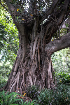 Ficus macrophylla, Australian banyan or Moreton Bay Fig in Royal National Park in Melbourne, Australia
