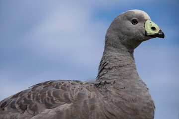 Proud Cape Barren Goose or Cereopsis novaehollandiae with yellow beak from Phillip Island seen from below. Blue sky background