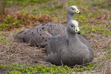 Two Cape Barren Goose or Cereopsis novaehollandiae sit one behind the other on Phillip Island in...