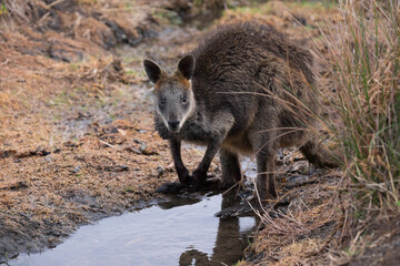 Wallaby looks up at a pond in a field on Phillip Island, Australia. Reflection in the water