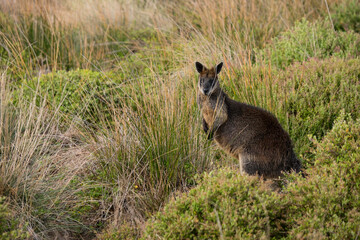 Wallaby stands on hind legs in a field on Phillip Island, Australia, looking at camera