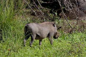 Common warthog (Phacochoerus africanus). Nyerere National Park. Tanzania. Africa.