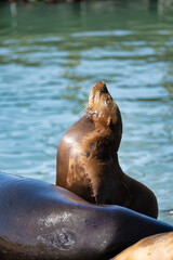 Fototapeta premium sea lion in the sun