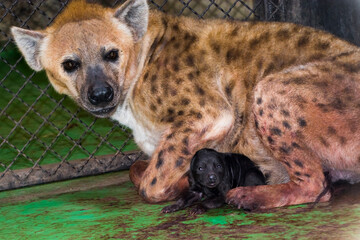 Newborn spotted hyena baby in a zoo house and mother