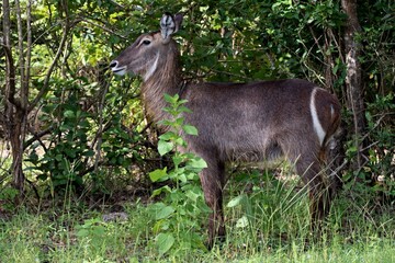 Waterbuck (Kobus ellipsiprymnus). Nyerere National Park. Tanzania. Africa.