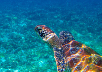 Fototapeta premium Sea turtle head portrait photo. Tropical seashore diving banner template. Summer vacation travel card. Marine animal in natural environment. Olive green turtle undersea in coral reef. Oceanic nature