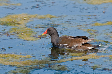 Common Moorhen (Gallinula chloropus) in park, Keil, Schleswig-Holstein, Germany