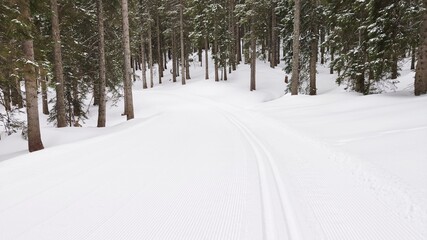 Winterwald in Österreich