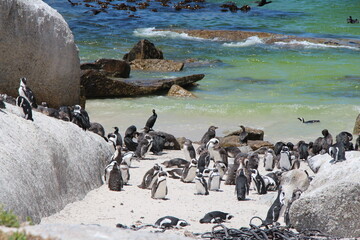 Obraz premium penguins in simons town in south africa