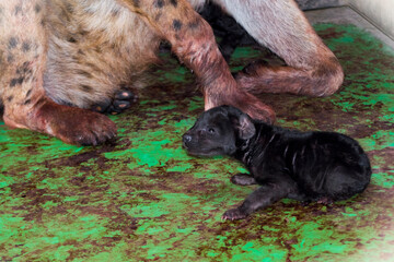 Newborn spotted hyena baby in a zoo house
