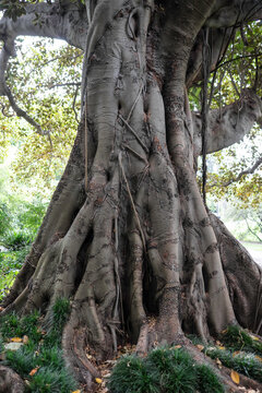 Ficus macrophylla, Australian banyan or Moreton Bay Fig in Royal National Park in Melbourne, Australia