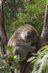 Koala (Phascolarctos cinereus) resting and sleeping on a tree, in Koala Conservation Centre on...