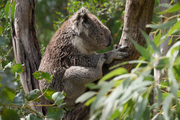 Koala (Phascolarctos cinereus) resting  on a tree, in Koala Conservation Centre on Phillip Island, Australia