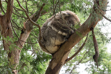 Koala (Phascolarctos cinereus) resting and sleeping on a tree, in Koala Conservation Centre on Phillip Island, Australia