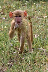 Yellow Baboon (Papio cynocephalus). Nyerere National Park. Tanzania. Africa.