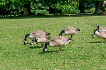 Canada Geese (Branta canadensis) in park, Keil, Schleswig-Holstein, Germany