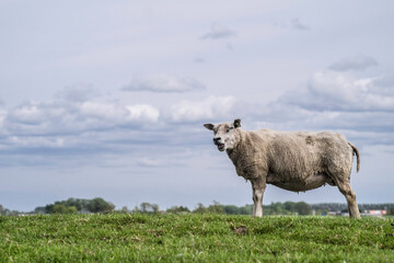 Obraz premium Bleating lonely sheep stands in fresh green grass on a dike in the Netherlands against a blue sky with clouds. Side view from low point of view