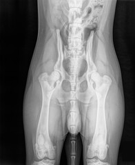 Digital X-ray of the pelvis and hips of a young male German Shepherd dog