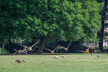 Canada Geese (Branta canadensis) in park, Keil, Schleswig-Holstein, Germany