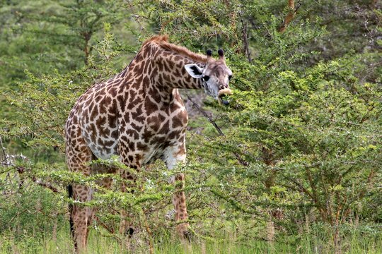 Masai Giraffe (Giraffa camelopardalis). Nyerere National Park. Tanzania. Africa.