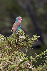 Abyssinian Roller (Coracias abyssinicus). Nyerere National Park. Tanzania. Africa.