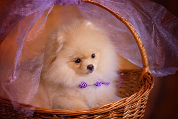portrait-white fluffy puppy