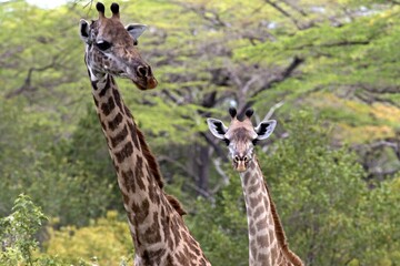 Masai Giraffe (Giraffa camelopardalis). Nyerere National Park. Tanzania. Africa.
