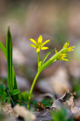 Gagea lutea bright yellow star-of-Bethlehem flowering plant, bunch of small spring wild flowers in bloom