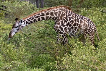 Masai Giraffe (Giraffa camelopardalis). Nyerere National Park. Tanzania. Africa.
