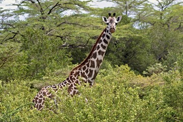 Masai Giraffe (Giraffa camelopardalis). Nyerere National Park. Tanzania. Africa.