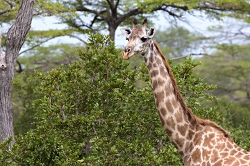 Masai Giraffe (Giraffa camelopardalis). Nyerere National Park. Tanzania. Africa.