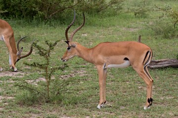 Impala (Aepyceros melampus). Nyerere National Park. Tanzania. Africa.