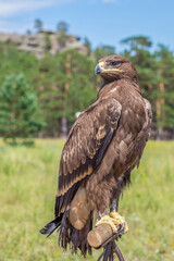 A beautiful eagle is sitting on a branch