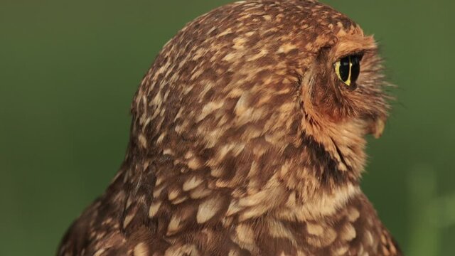 Burrowing owl eyes closeup, eats and swallows piece of meat from dead animal 60 fps
