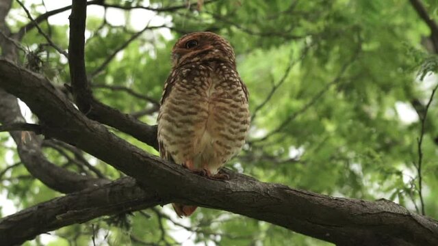 Burrowing owl male adult on tree branch looking around