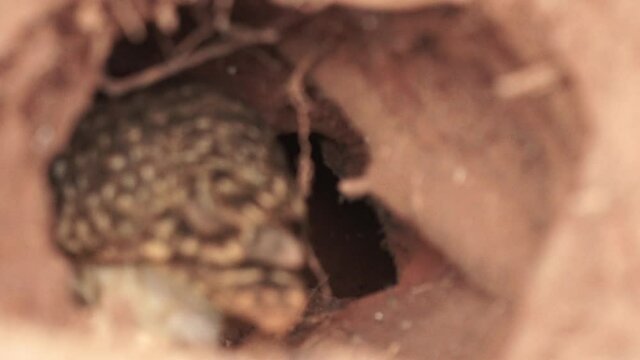 Burrowing owl mother feeding chick inside nest with a piece of meat of dead mice slow motion 60 fps prores