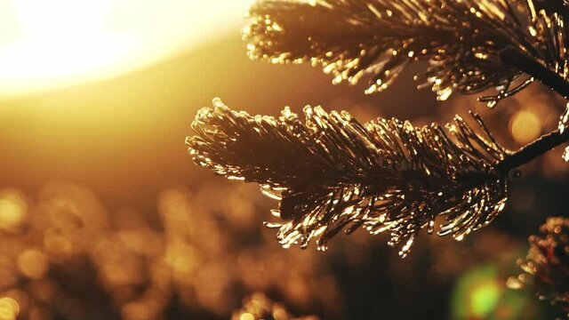 Close up shot of dewing fir branch during golden sunset in background. Beautiful winter day in and mountain silhouette in background. Focus change.
