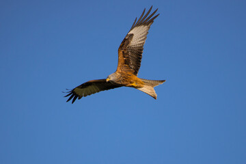 red kite flying by