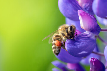 Bee collects honey or pollinates a flower on a blurred background.