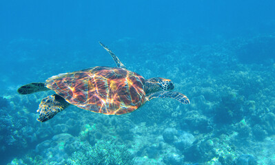 Sea turtle underwater photo. Tropical seashore diving banner template. Summer vacation travel card. Marine animal in natural environment. Olive green turtle undersea in coral reef. Oceanic nature