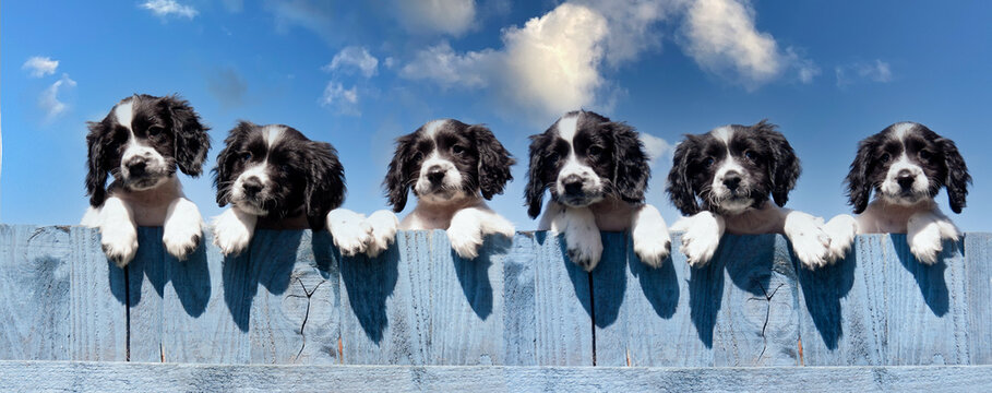 Six black and white spaniel puppies looking over blue fence on a summers day  a picture of  joy and mischief as they look  into their futures.