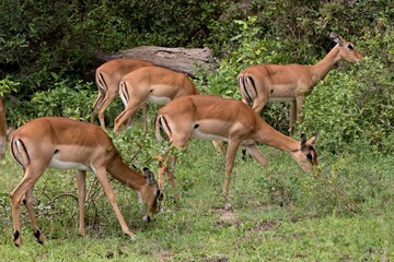 Naklejka na ściany i meble Impala (Aepyceros melampus). Nyerere National Park. Tanzania. Africa.