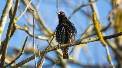 starling