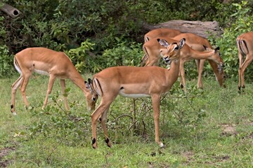 Impala (Aepyceros melampus). Nyerere National Park. Tanzania. Africa.