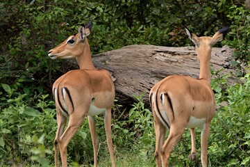 Naklejka na ściany i meble Impala (Aepyceros melampus). Nyerere National Park. Tanzania. Africa.