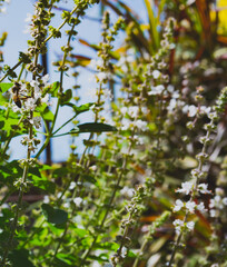 branch of a tree in spring
