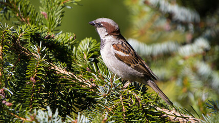 sparrow on a branch