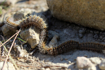 Processionary caterpillar procession in arid soil.