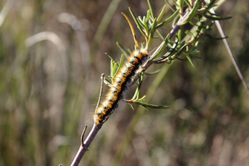 Processionary caterpillar climbing up a rosemary branch in the Chinte mountain range