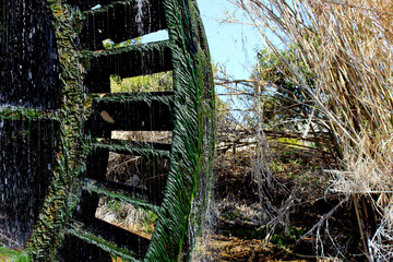 Detail of the waterwheel of La Hoya in the orchard of Abarán, covered with freshwater algae. Traditional irrigation system